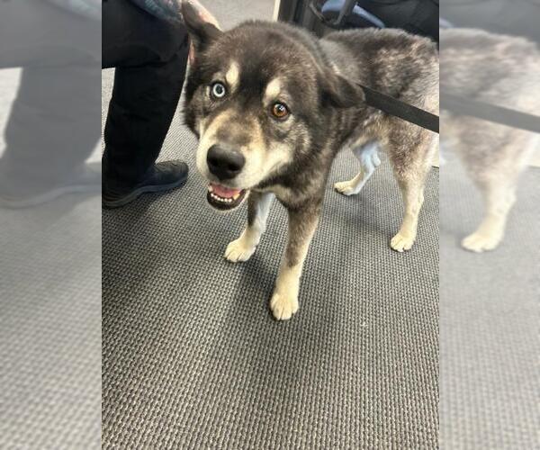 Medium Photo #1 Siberian Husky Puppy For Sale in Derwood, MD, USA