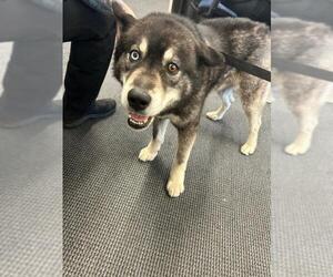 Siberian Husky Dogs for adoption in Derwood, MD, USA