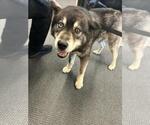Small Siberian Husky