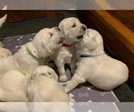 Small Photo #17 English Cream Golden Retriever Puppy For Sale in MARSHFIELD, WI, USA