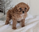 Small #11 Cavapoo (Miniature)
