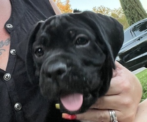 Cane Corso Puppy for sale in CORNING, CA, USA