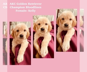 Golden Retriever Puppy for Sale in SUGAR LAND, Texas USA