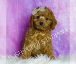Small Photo #47 Cavapoo (Miniature) Puppy For Sale in WARSAW, IN, USA