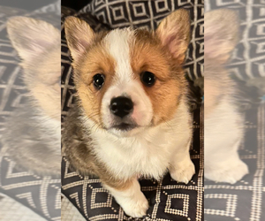 Pembroke Welsh Corgi Puppy for sale in HUTTO, TX, USA