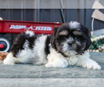 Puppy Mister Shih Tzu