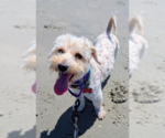 Small #2 Maltipoo (Miniature)