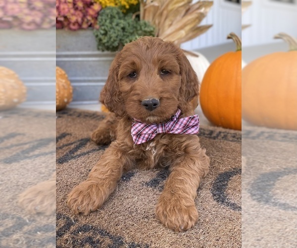 Medium Photo #6 Irish Doodle Puppy For Sale in WOOSTER, OH, USA