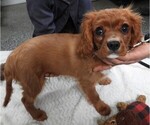 Image preview for Ad Listing. Nickname: Wendys Cavalier