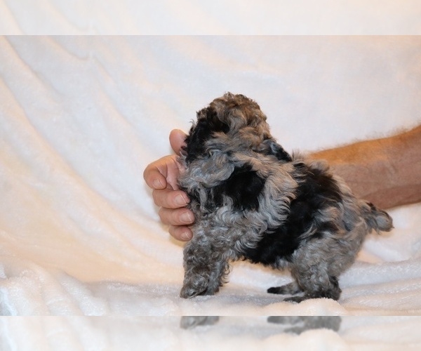 Medium Photo #5 Poodle (Toy) Puppy For Sale in DYERSBURG, TN, USA