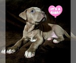 Small American Pit Bull Terrier