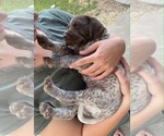 Puppy Ophelia Pointer