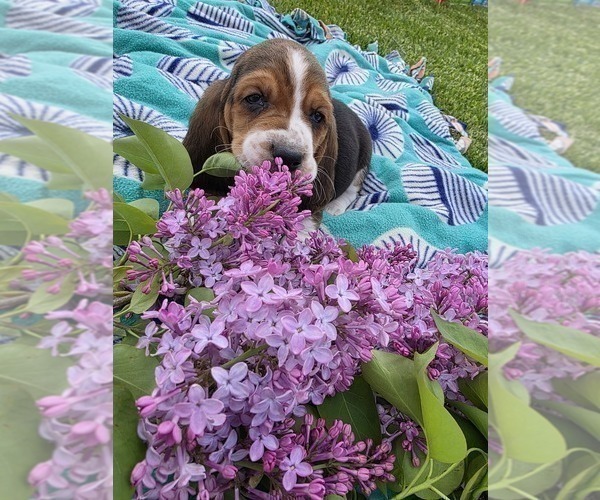 Medium Photo #7 Basset Hound Puppy For Sale in GREENLEAF, WI, USA