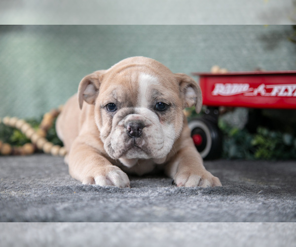 Medium Photo #14 Victorian Bulldog Puppy For Sale in MILLERSBURG, IN, USA