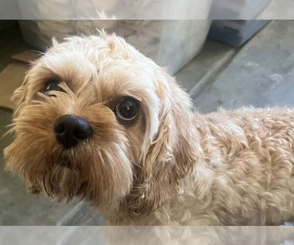 Medium Photo #1 Poodle (Miniature)-Unknown Mix Puppy For Sale in Tracy, CA, USA