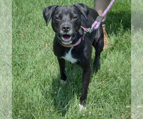 Medium Photo #4 Pointer-Unknown Mix Puppy For Sale in Huntley, IL, USA