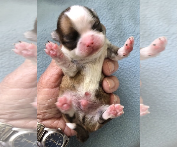 Medium Photo #6 Chihuahua Puppy For Sale in NEWVILLE, PA, USA