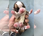 Small #5 Chihuahua