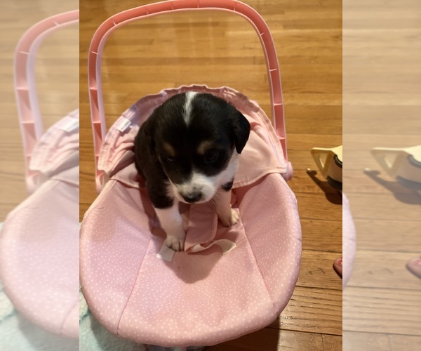 Medium Photo #4 Australian Shepherd Puppy For Sale in DAYTON, OH, USA
