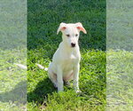Small Photo #6 Labrador Retriever-Unknown Mix Puppy For Sale in Alexander, AR, USA