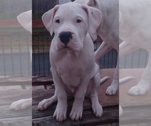 Dogo Argentino Puppy for sale in WILMINGTON, DE, USA