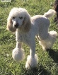 Small Photo #1 Goldendoodle Puppy For Sale in CLIMAX, NC, USA
