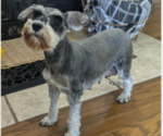 Small Photo #1 Schnauzer (Miniature) Puppy For Sale in GOSHEN, IN, USA