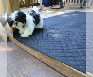 Shih Tzu Puppy for sale in THAYER, KS, USA