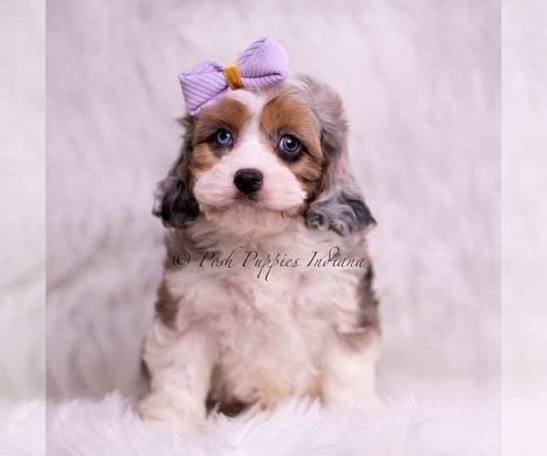 Medium Photo #2 Cavapoo (Miniature) Puppy For Sale in WARSAW, IN, USA