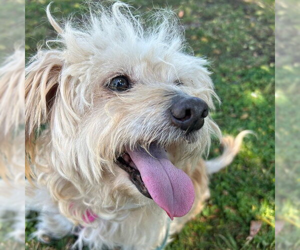 Medium Photo #1 Australian Terrier-Unknown Mix Puppy For Sale in Alameda, CA, USA
