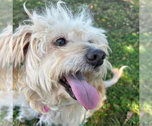 Australian Terrier-Unknown Mix Dogs for adoption in Alameda, CA, USA