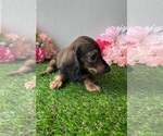 Small #6 Dachshund