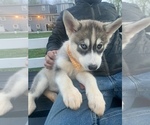 Small Photo #52 Siberian Husky Puppy For Sale in TRIMBLE, MO, USA
