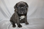 Small Photo #1 French Bulldog Puppy For Sale in PHILA, PA, USA