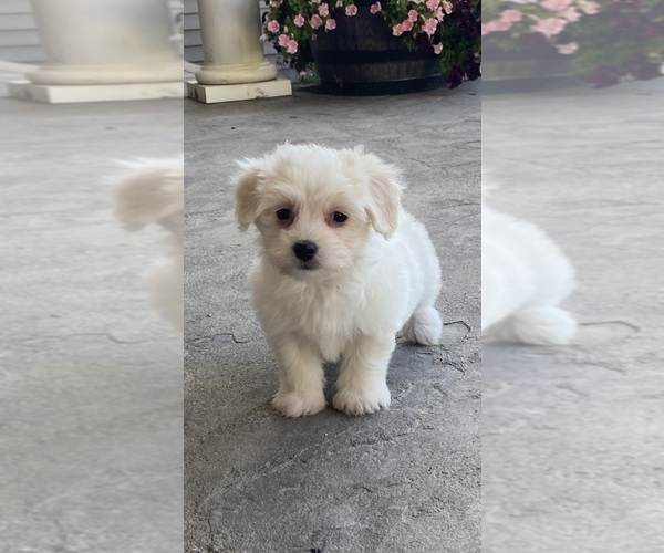 Medium Photo #3 Coton de Tulear Puppy For Sale in CANOGA, NY, USA