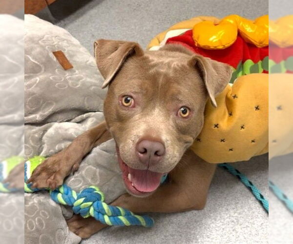 Medium Photo #2 Mutt Puppy For Sale in Rancho Cucamonga, CA, USA