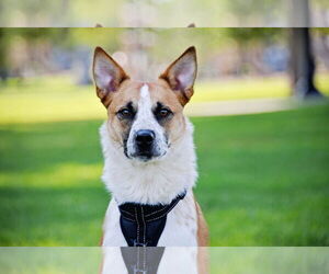 Mutt Dogs for adoption in Sandy, UT, USA