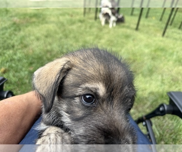 Medium Photo #1 Pomsky Puppy For Sale in LIBERTY, NC, USA