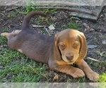 Puppy Puppy 1 Beagle