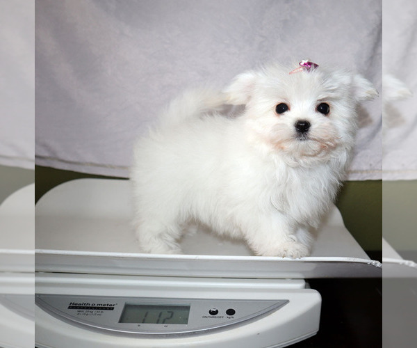 Medium Photo #5 Maltese Puppy For Sale in LOS ANGELES, CA, USA