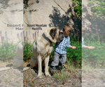 Small Photo #11 Mastiff Puppy For Sale in HEMET, CA, USA