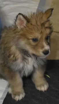 Medium Photo #1 Wolf Hybrid Puppy For Sale in ODESSA, TX, USA