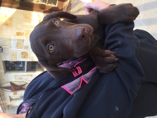 Labrador Retriever Puppy for sale in BOWIE, TX, USA