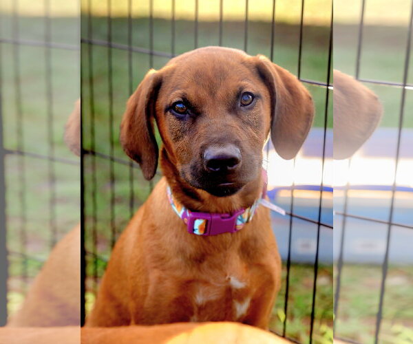 Medium Photo #1 Golden Labrador Puppy For Sale in Royal Palm Beach, FL, USA