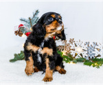 Small Photo #45 Cavalier King Charles Spaniel Puppy For Sale in WAKARUSA, IN, USA