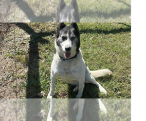 Border-Aussie Dogs for adoption in Osgood, IN, USA