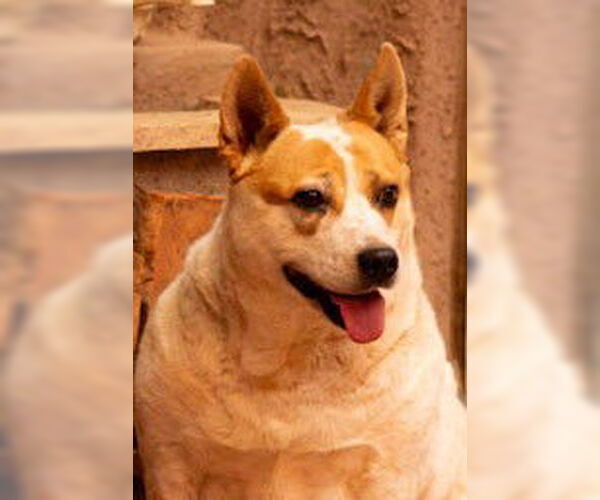 Medium Photo #3 Mutt Puppy For Sale in Cottonwood, AZ, USA