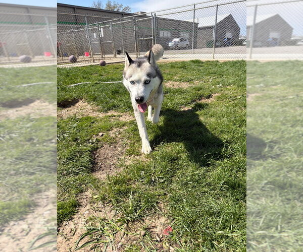 Medium Photo #4 Siberian Husky Puppy For Sale in Pierceton , IN, USA