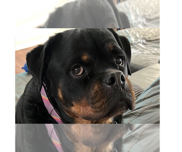 Medium Photo #1 Rottweiler Puppy For Sale in Gilbert, AZ, USA