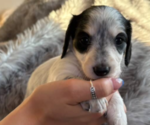 Puppy Willow Dachshund